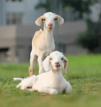 goat as the sacrifice for qurbani