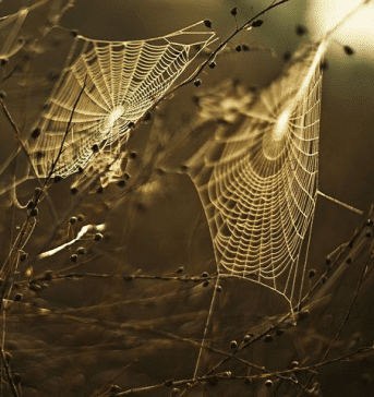spiders web protect prophet muhammad saw and abu bakr ra