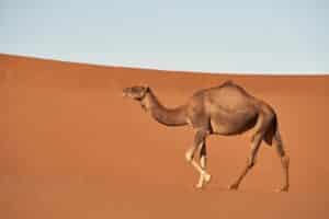ella camello en madain saleh