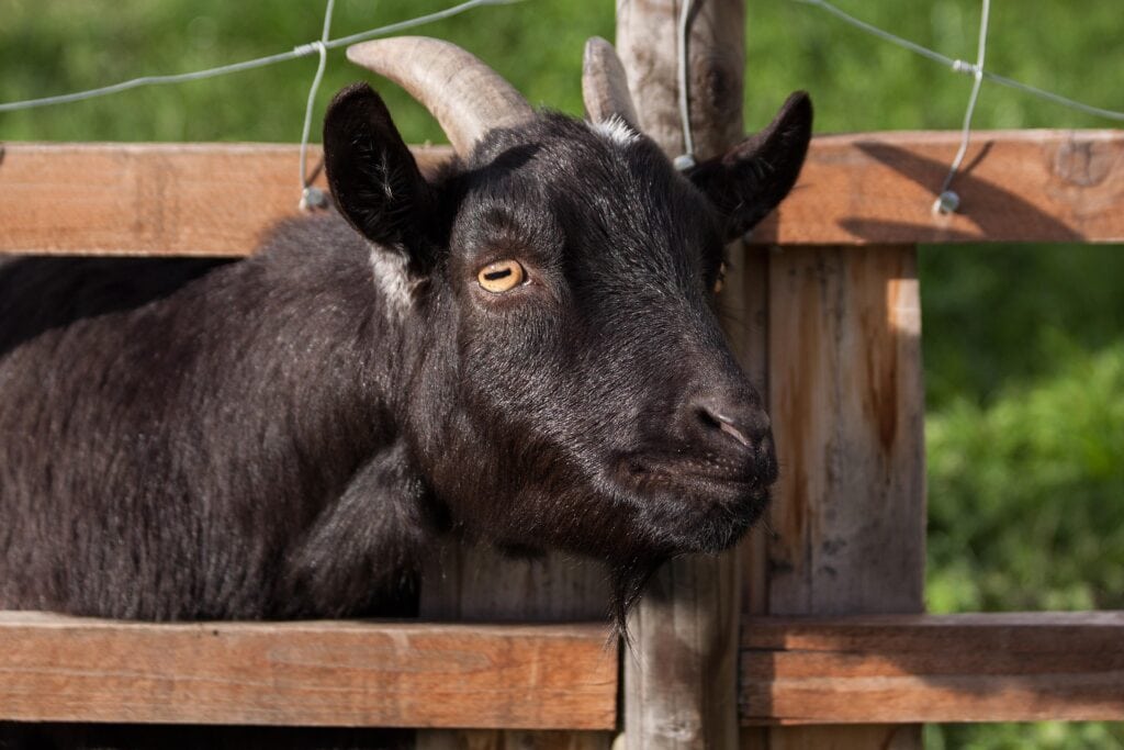 goats to be sacrificed during damm